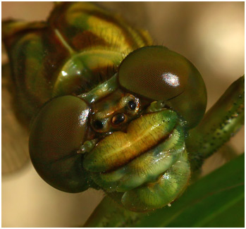 Gomphus stylurus femelle émergente